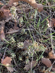 Sedum lanceolatum
