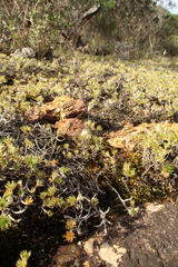 Eriochilus pulchellus