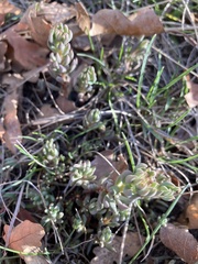 Sedum lanceolatum
