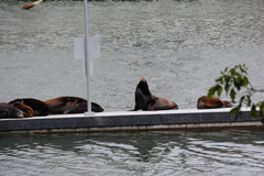 Zalophus californianus