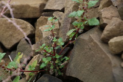Forsskaolea