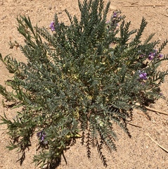 Astragalus gruinus