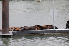 Zalophus californianus