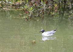 Chroicocephalus philadelphia