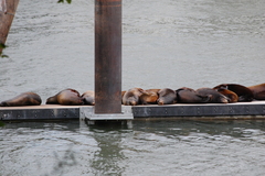 Zalophus californianus