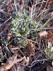 Sedum lanceolatum