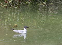Chroicocephalus philadelphia