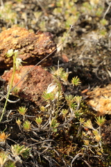 Eriochilus pulchellus