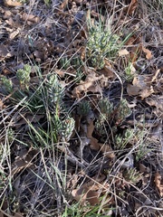 Sedum lanceolatum