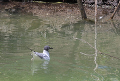 Chroicocephalus philadelphia