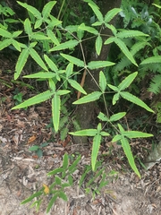 Dicranopteris pedata