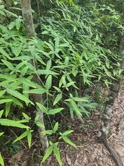 Dicranopteris pedata