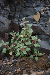 Forsskaolea