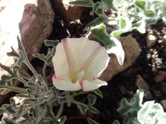 Calystegia collina