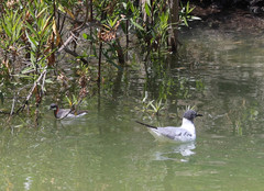 Phalaropus lobatus