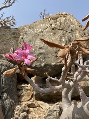 Adenium obesum image