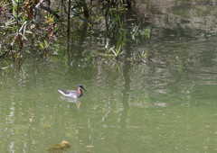 Phalaropus lobatus