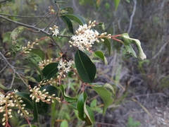 Pentaphylax euryoides