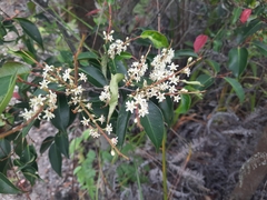 Pentaphylax euryoides