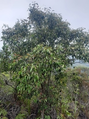 Pentaphylax euryoides