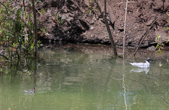 Phalaropus lobatus