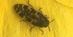 Acmaeodera mixta