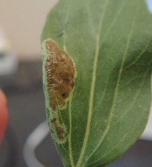 Calycomyza enceliae