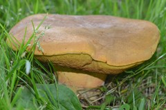Neoboletus xanthopus