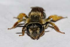 Andrena hippotes