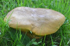 Neoboletus xanthopus