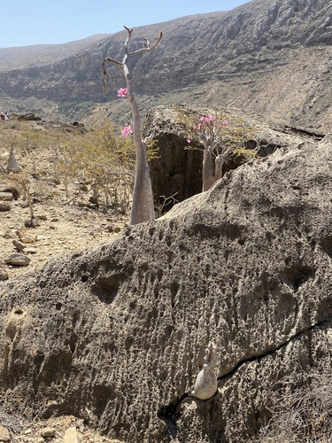 Adenium obesum image