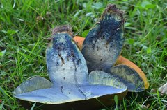 Neoboletus xanthopus