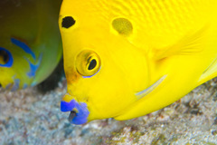 Apolemichthys trimaculatus