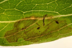 Calycomyza enceliae