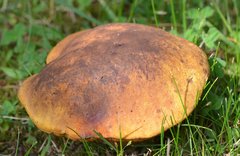 Neoboletus xanthopus