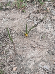 Curculigo orchioides