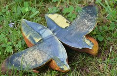 Neoboletus xanthopus