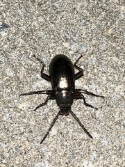 Tarpela micans