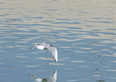Chroicocephalus philadelphia