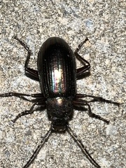 Tarpela micans
