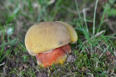 Neoboletus xanthopus