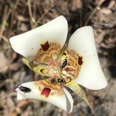 Calochortus vestae