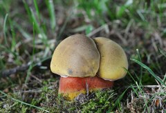 Neoboletus xanthopus