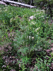 Ligusticum filicinum