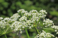 Ligusticum filicinum