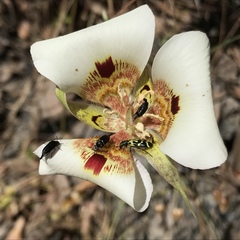 Calochortus vestae