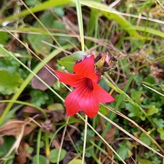 Gentianella cosmantha