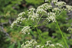 Ligusticum filicinum