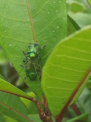 Abirus fortunei