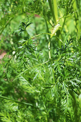 Ligusticum filicinum